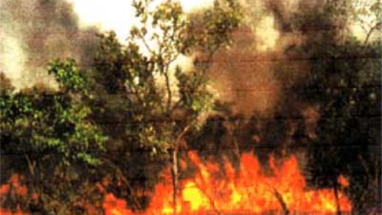 Sénégal lutte contre les feux de brousse Reportage Afrique